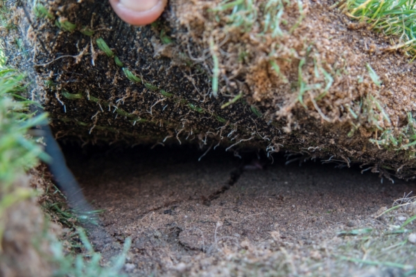 Leicester Tigers stay loyal to a natural pitch image 2