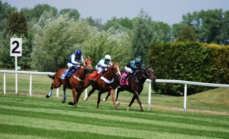 Racecourse Turf image